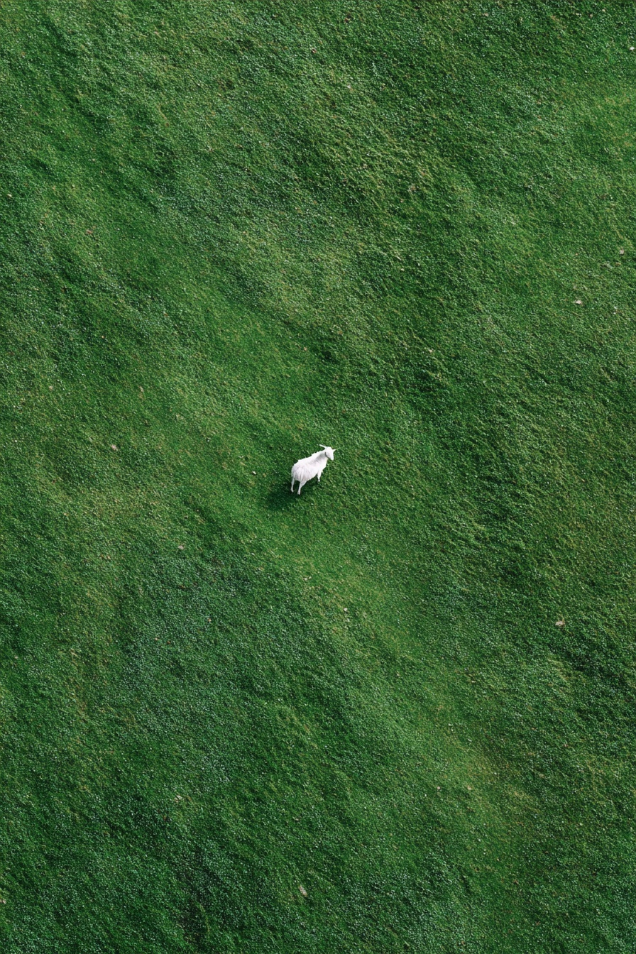 Stunning Aerial View: Green Field with Goat