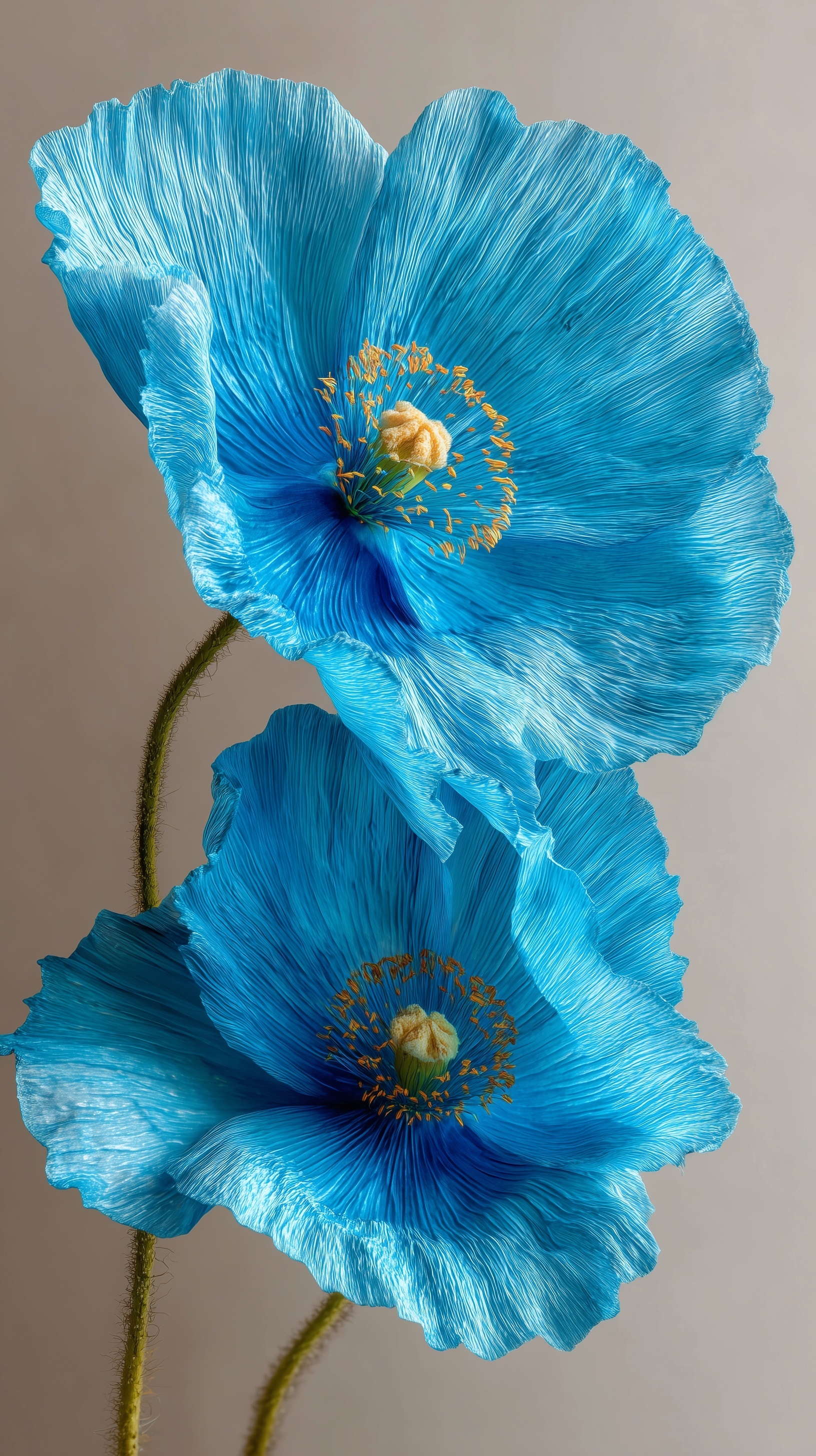 Stunning Tiffany Blue Poppies: A Floral Masterpiece