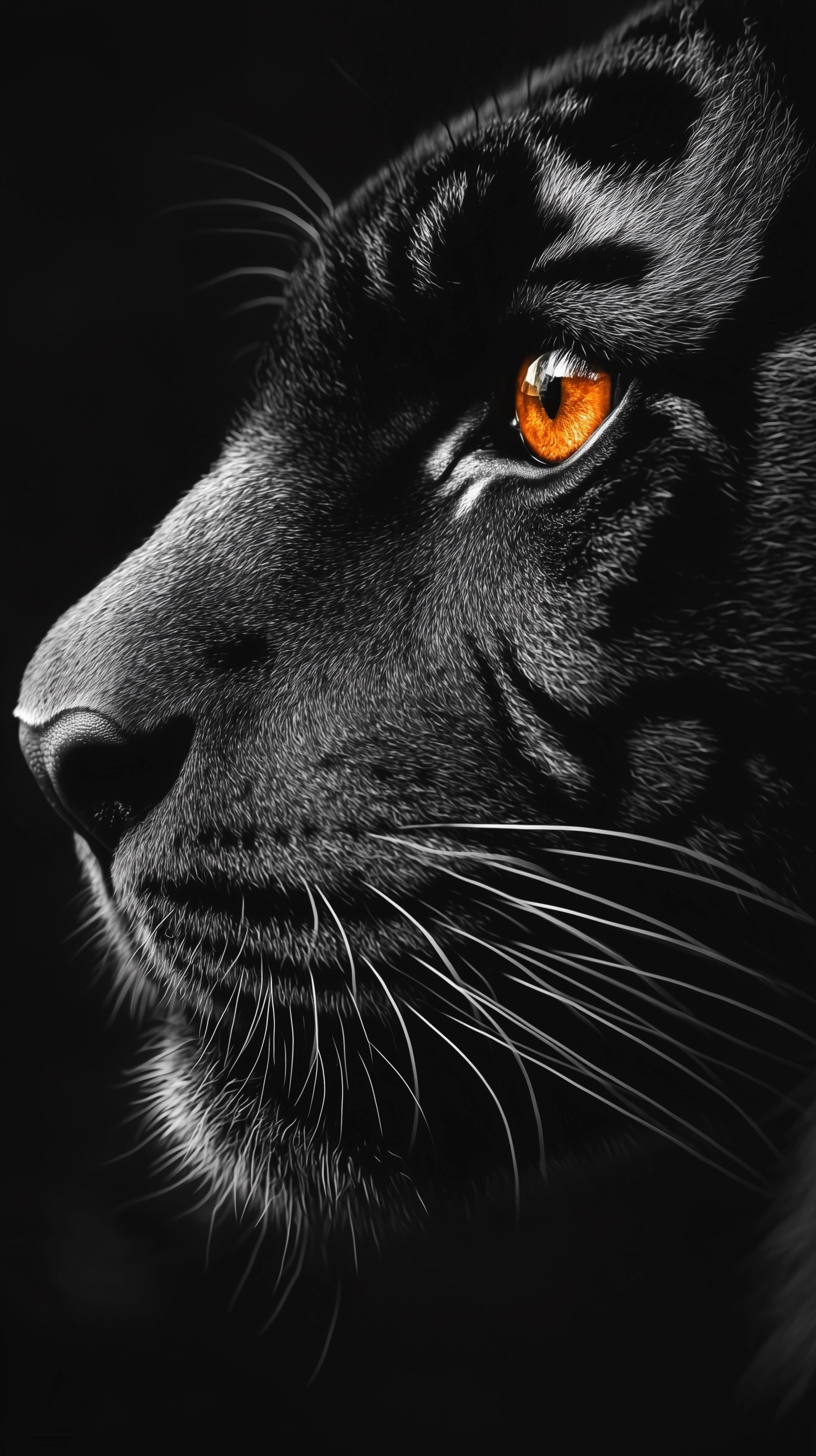 Silhouette of a Black Tiger: Intimate Close-Up Art