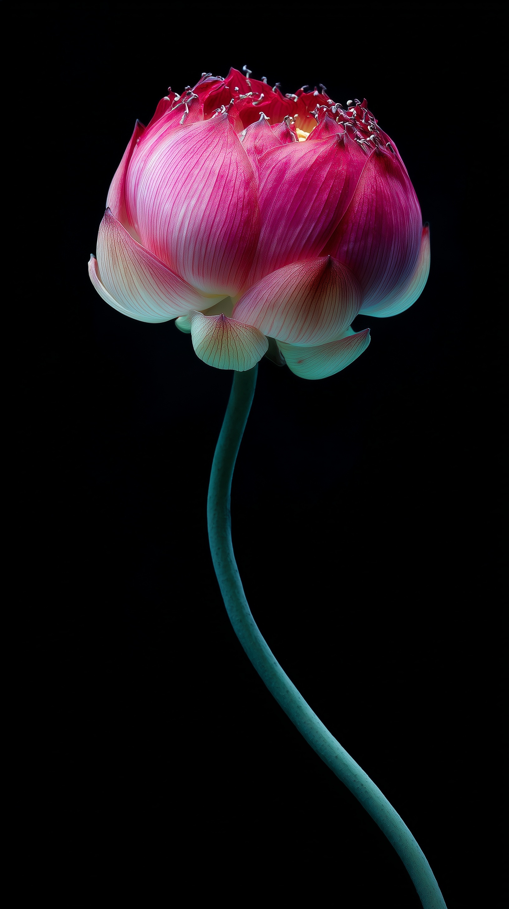 Elegant Lotus Bud: Morning Light on a Dark Canvas