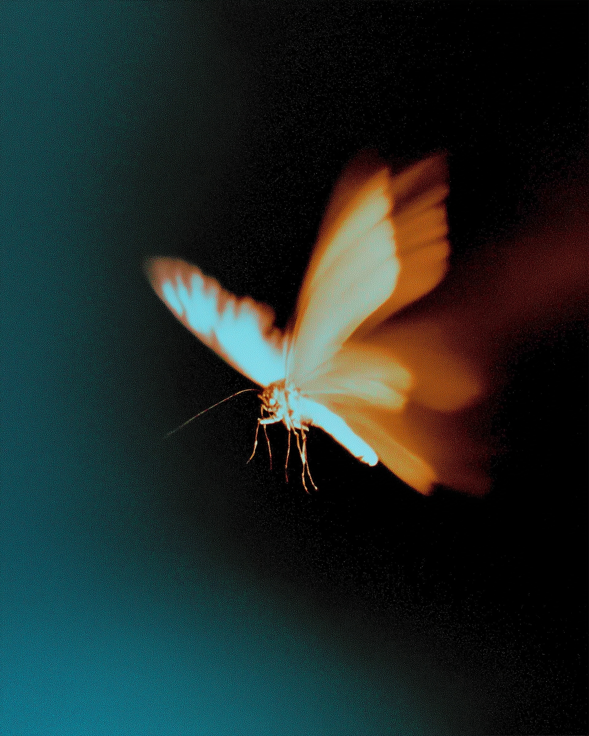 Surreal Butterfly: Ethereal Beauty in Motion