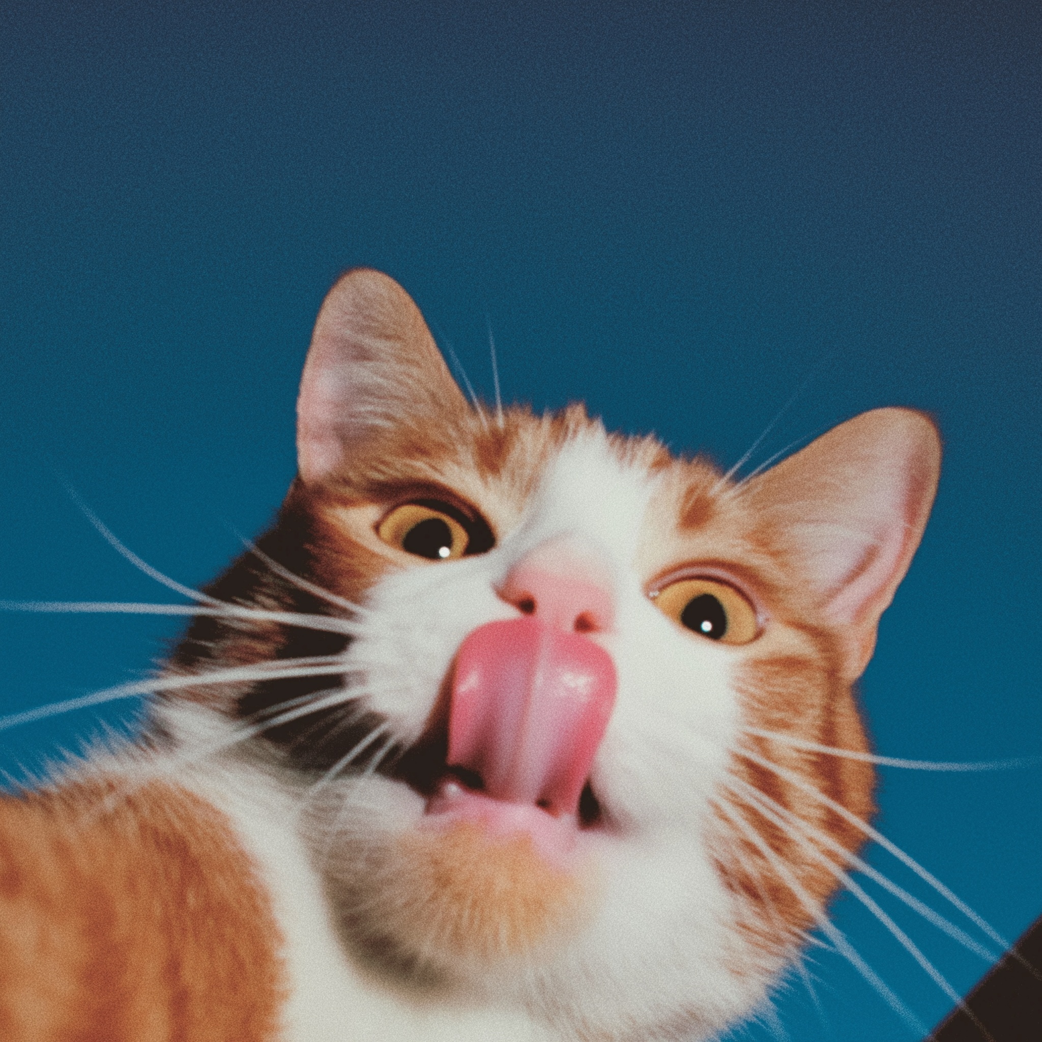 Adorable Orange & White Cat with Pink Tongue!