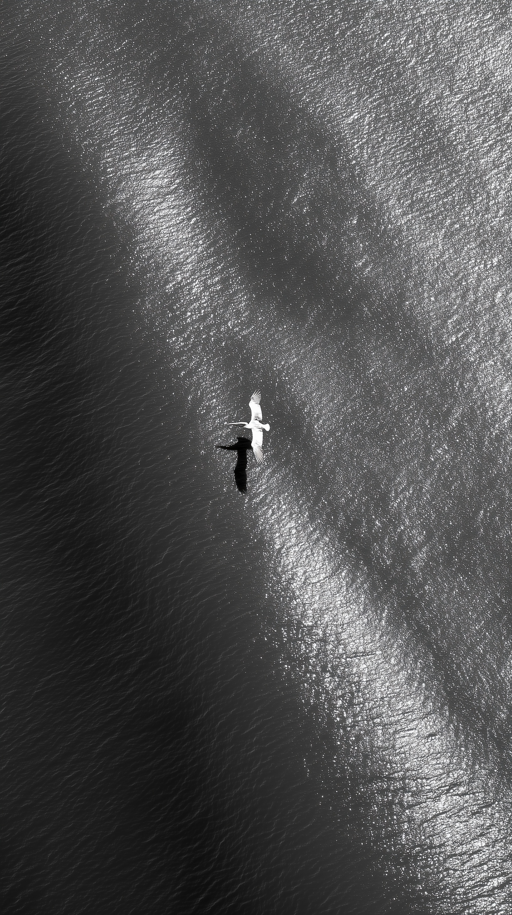 Elegant Pelican: A Serene Ocean Dance