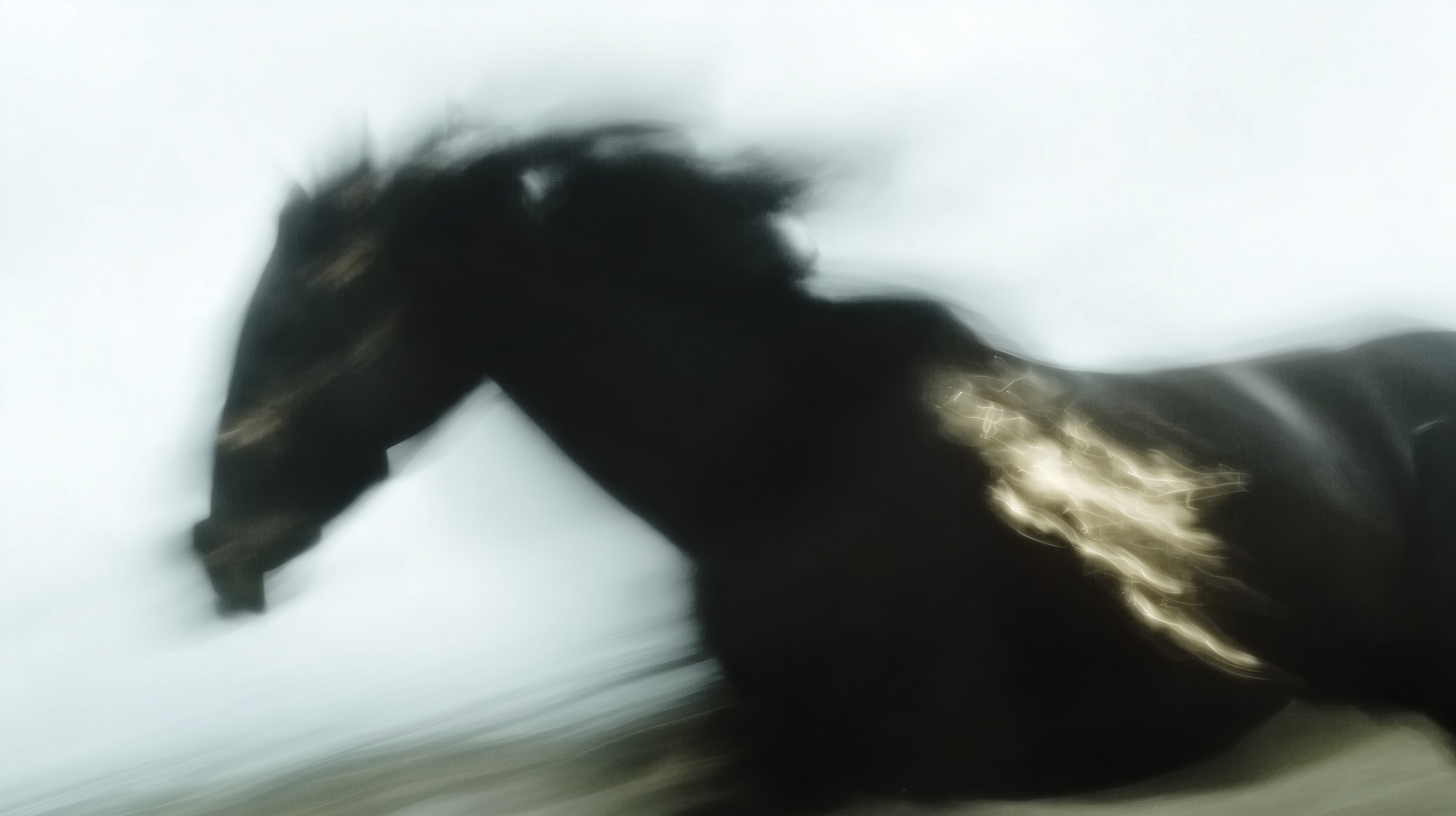 Elegant Motion: Abstract Horse Photography