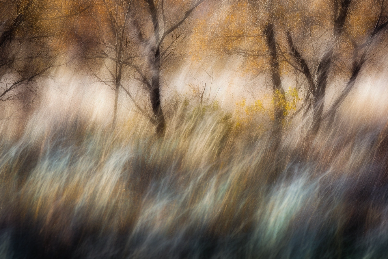 Impressionist Dreamscape: Trees & Grass