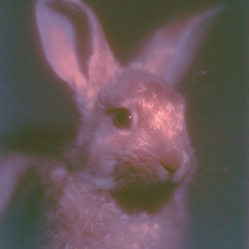 Adorable Rabbit Headshot for Your Campaign
