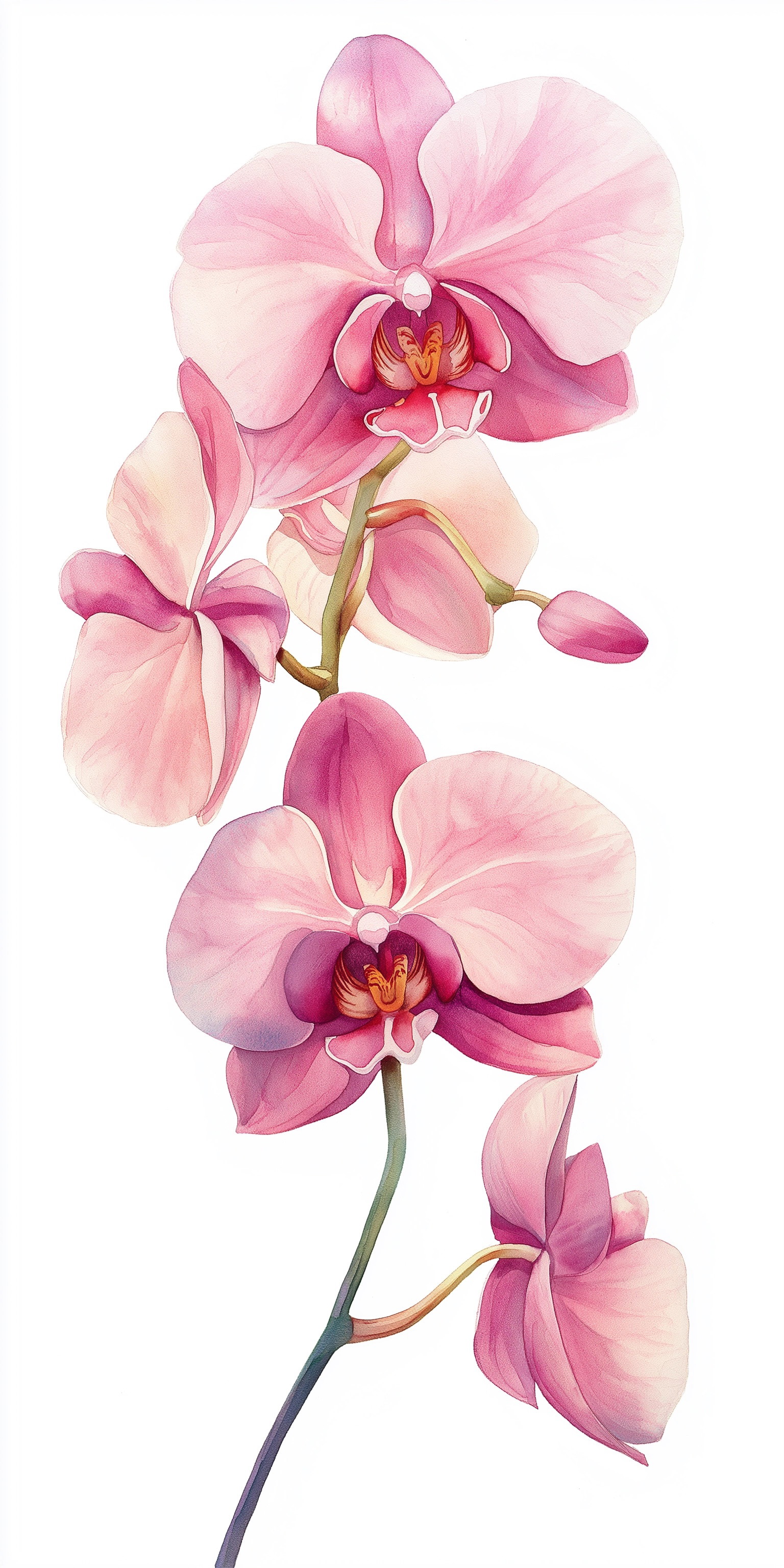 Watercolor high quality orchid in pink