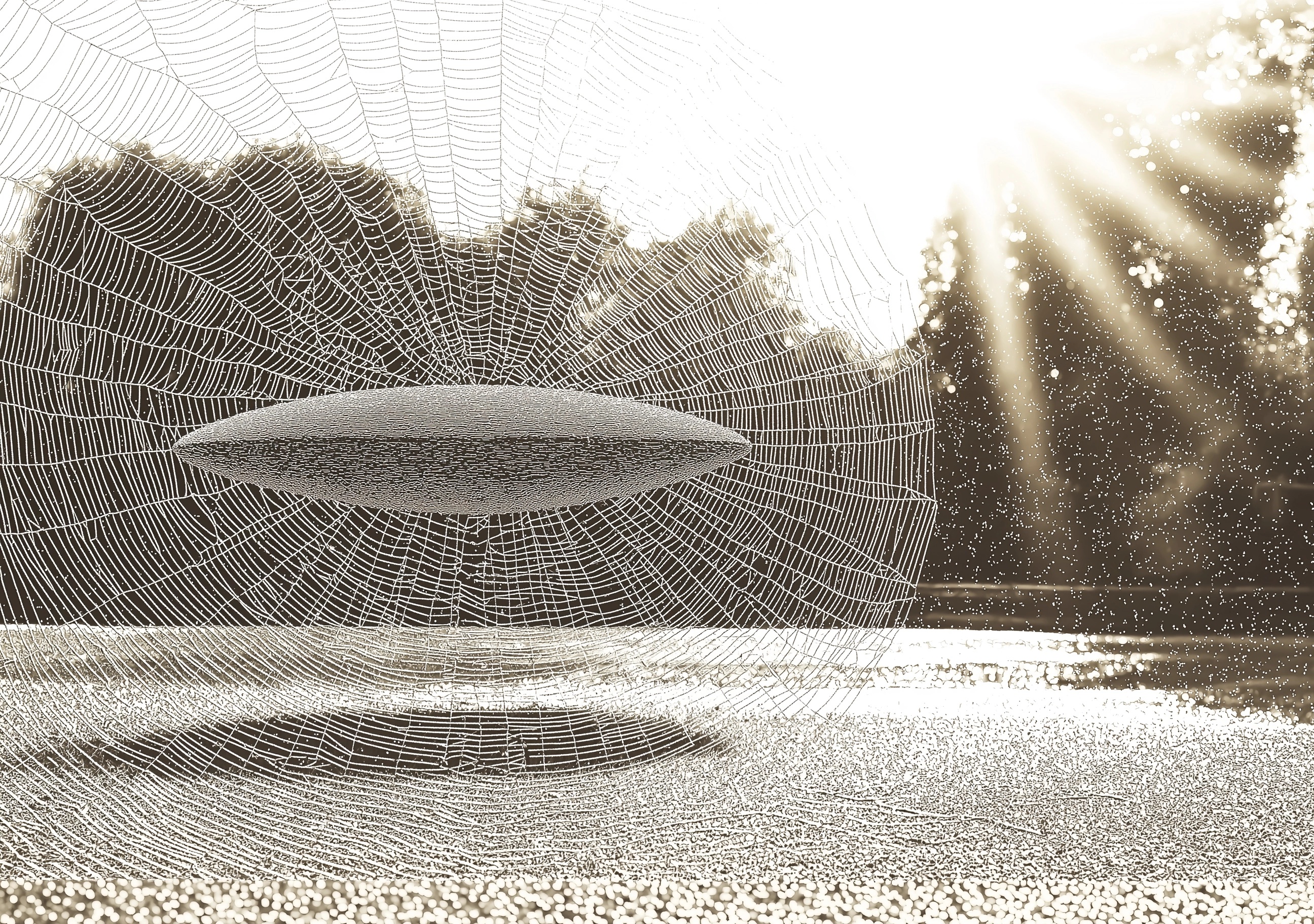 UFO Caught in Spider Web: Stunning Macro Art