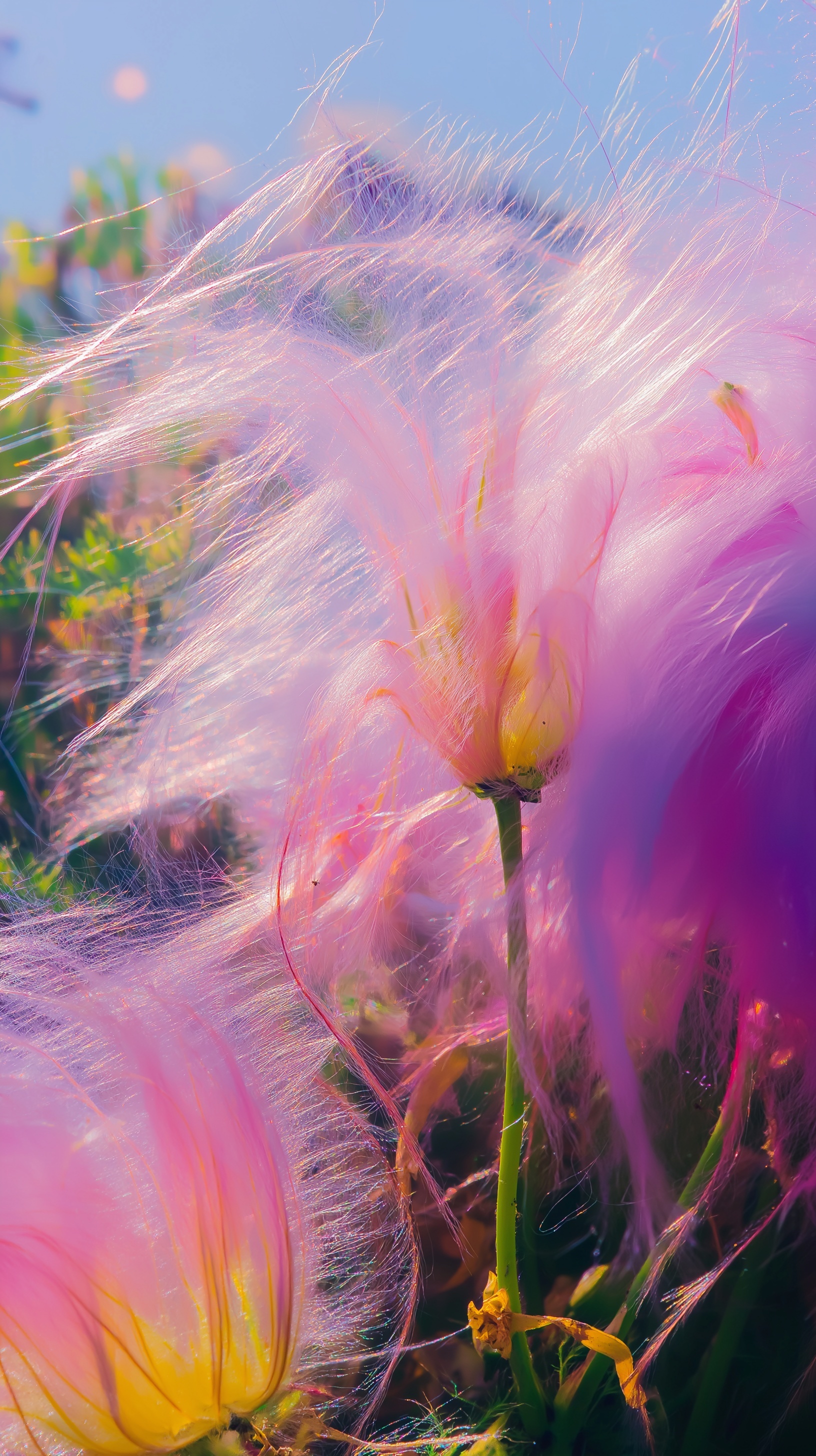 Surreal Macro Beauty: Ethereal Petals Unveiled